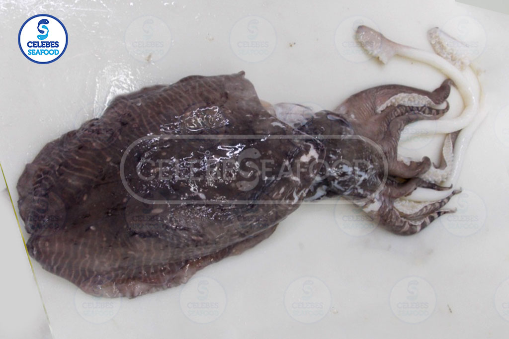 CUTTLEFISH WHOLE ROUND