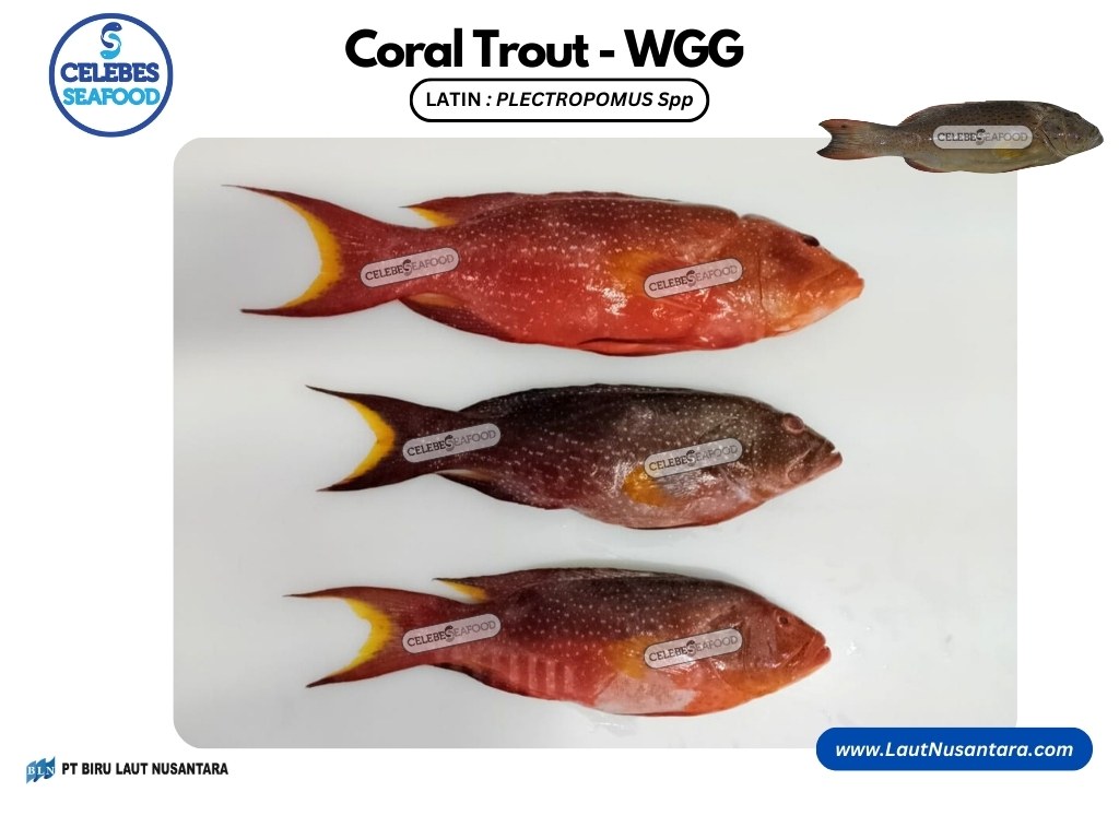 CORAL TROUT WGG WHOLE GILLED GUTTED